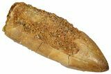 Rooted Crocodylomorph (Araripesuchus) Tooth - Morocco #332524-1